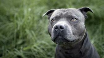 Click Select Set As Desktop Background Wallpaper Animals Dogs