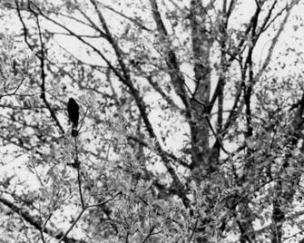 Black Bird Wallpaper Jpg Of
