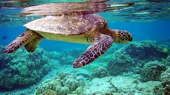 Your Wallpaper Sea Turtle