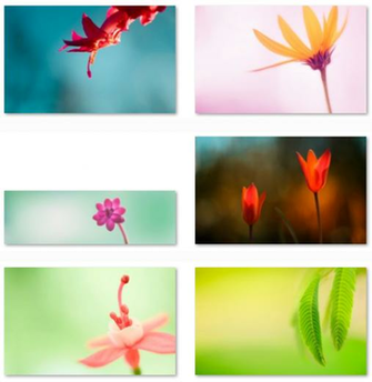 Windows Default Wallpaper For