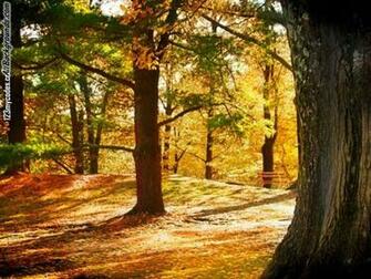 Trees Background Myspace