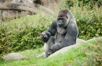 Gorilla HD Wallpaper Background Image