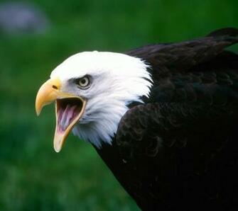 Screaming Eagle Wallpaper Screensaver Pre Id
