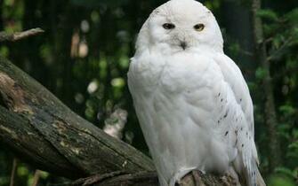 Owls Snowy Owl Wallpaper