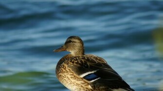 Duck Wallpaper Background