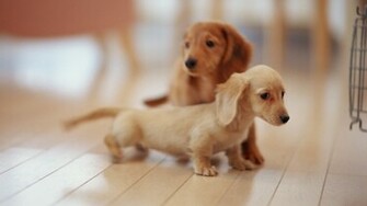 Dachshund Wallpaper HD