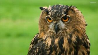 Owl Wallpaper
