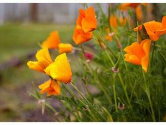 California Poppies Wallpaper