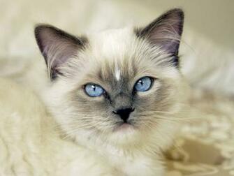 Cute Ragdoll Kittens Wallpaper At Wallpaperbro