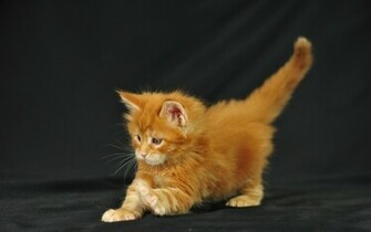 Funny HD Cat Wallpaper