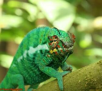 Panther Chameleon Wallpaper Animal Bwalles Gallery