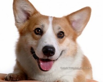 Corgi Dogs And Pembroke Welsh Puppies No Wallpaper