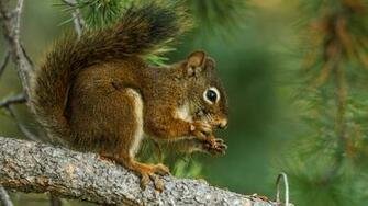 Squirrel Computer Wallpaper Desktop Background Id