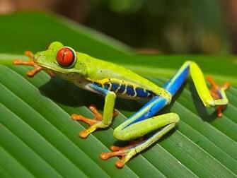 Frog Wallpaper HD Beautiful Desktop