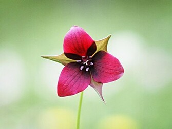 Cool Flower Background Wallpaper Desktop