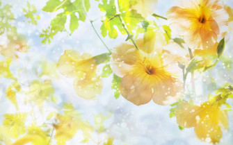 Nature Flowers Wallpaper HD