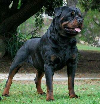 Rottweiler Wallpaper