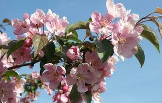 Wallpaper Tagged Apple Tree Beauty Bloom Blossoms