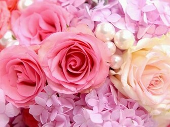 Of Pink Rose Photos Profile Photo