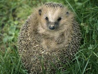 Hedgehog Wallpaper HD Early