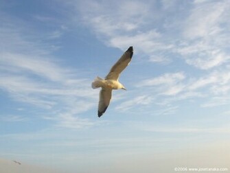 Seagull Wallpaper Christian And Background