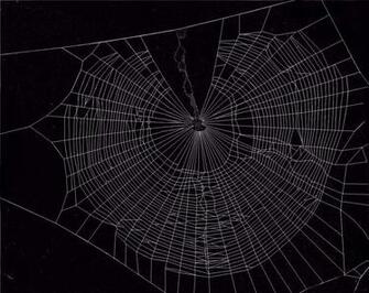 Spider Wallpaper