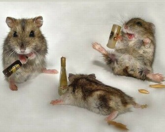On August By Admin Comments Off Funny Hamster Wallpaper