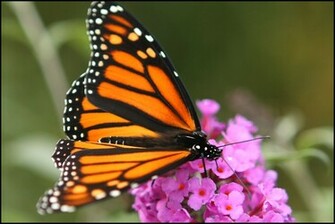 Monarch Butterfly Wallpaper Image Ubxx7ic6 Yoanu