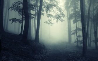 Path Through A Dark Forest Wallpaper