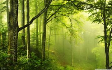 HD Green Forest Wallpaper On