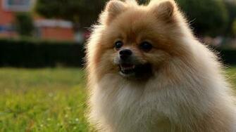 Pomeranian Puppies Puppy HD Photos Animals Wallpaper