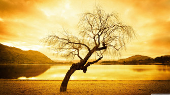 Another Tree In Wanaka Ultra HD Desktop Background Wallpaper For
