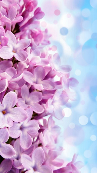 HD Flower Wallpaper For Android At Callum Winter