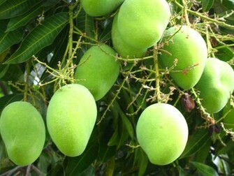 Wallpaper Mango Gift Of Nature