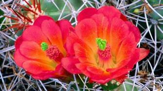 Cactus Flower Wallpaper Computer Beautiful Desktop