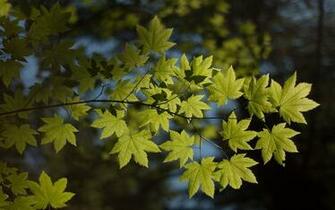 Foliage Wallpaper High Quality Fag25 Mobile