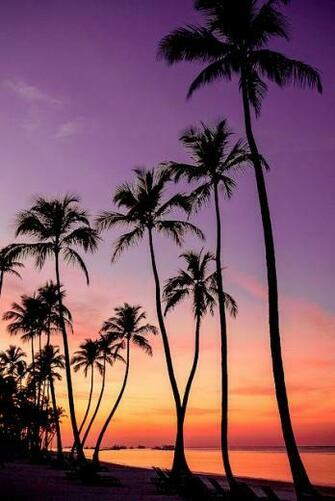 Palm Trees iPhone Wallpaper