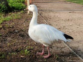 Snow Goose Wallpaper