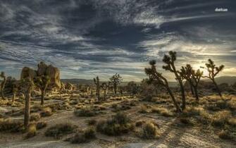 Joshua Tree National Park In California Wallpaper