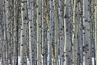 Computer Background Closely Spaced Aspen Trees Form A Small Forest