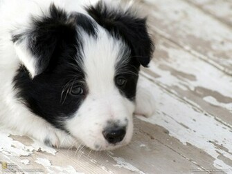 Border Collie Puppy