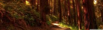 Redwood Forest Wallpaper