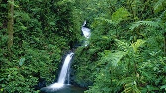 HD Wallpaper 1080p Forest Mobile