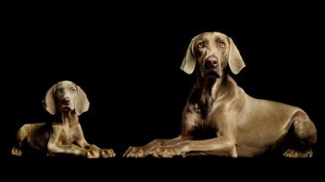 Best Weimaraner Wallpaper
