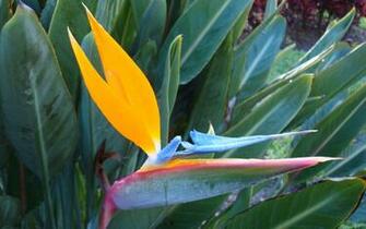 Wallpaper Tropical Flower Flowers Widescreen Crane