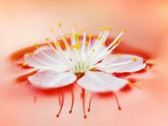 Flower Wallpaper For Computer Desktop