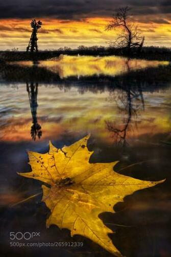 The Last Leaf By Twwall 500px Leaves Beautiful