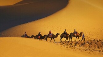 Camel Wallpaper HD Pictures One Background