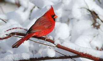 Winter Always Come With All Its Chilling Aspects Photography