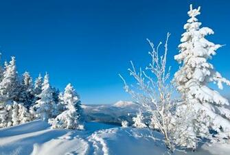 Tree Nature Snow Winter Trees Wallpaper
